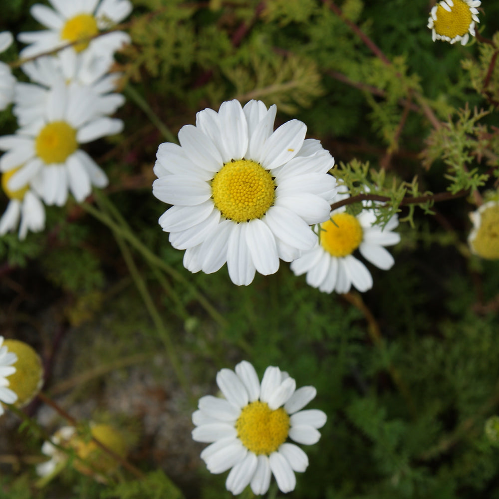 Daisies