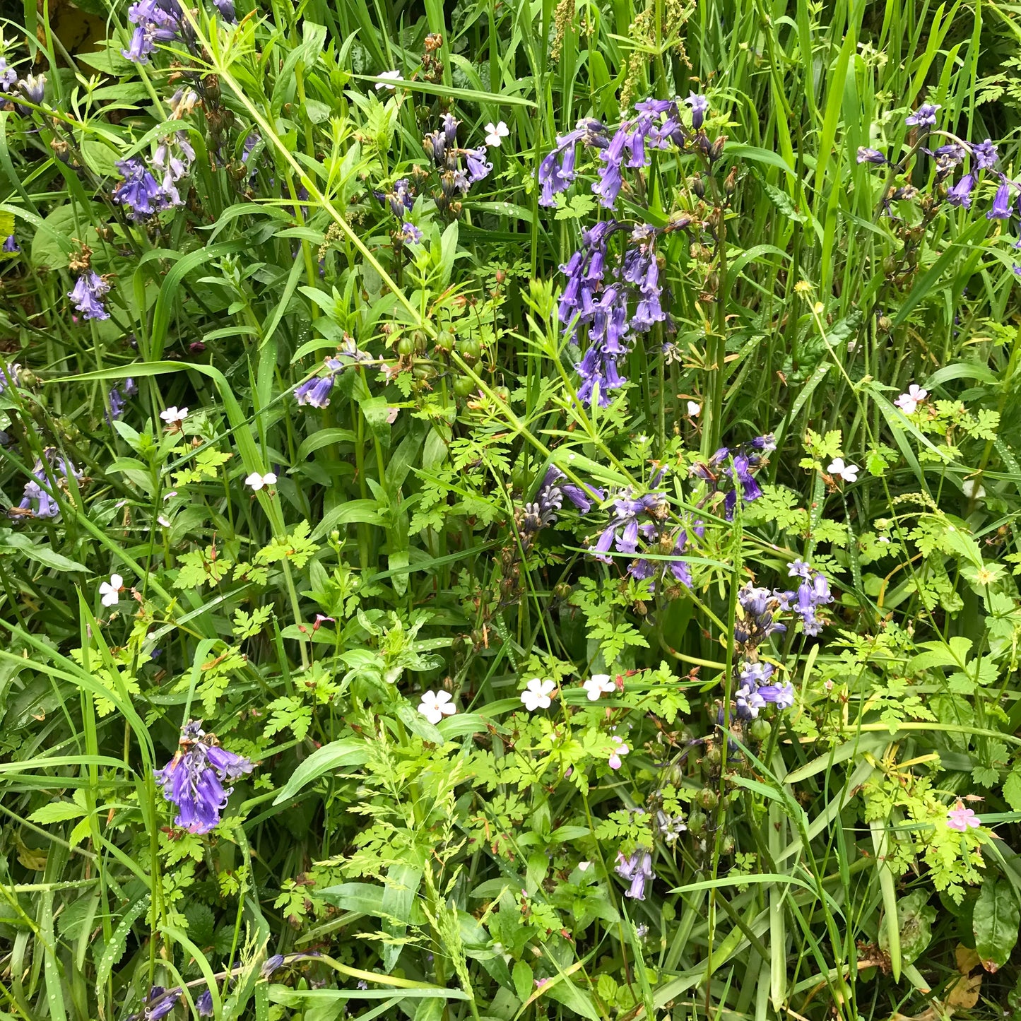 Helford Flora