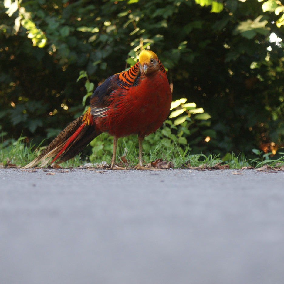 Golden Pheasant in Tresco Abbey Gardens